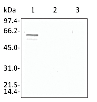 Enolase 2 in the group Antibodies Plant/Algal / Carbohydrates at Agrisera AB (Antibodies for research) (AS10 651)